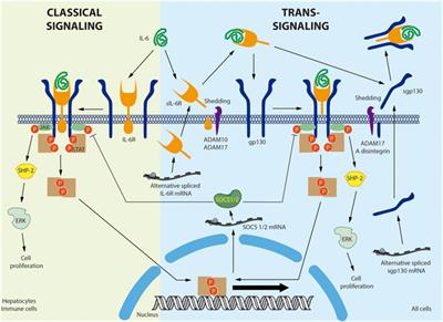 Frontiers | Role Of Interleukin-6 In Vascular Health And Disease